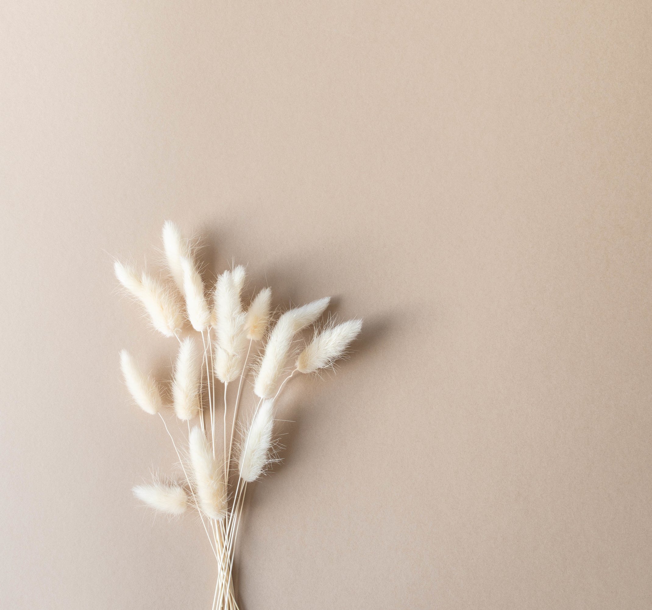 Bunny Tail Grass on Beige Background 